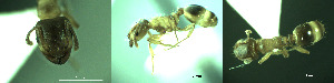  ( - 17S708)  @11 [ ] CreativeCommons  Attribution Non-Commercial Share-Alike (2020) S. Schär; M. Menchetti; E. Schifani Institut de Biologia Evolutiva (CSIC-UPF), Butterfly Diversity and Evolution Lab