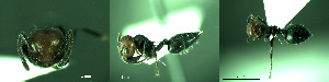  ( - 17S723)  @11 [ ] CreativeCommons  Attribution Non-Commercial Share-Alike (2020) S. Schär; M. Menchetti; E. Schifani Institut de Biologia Evolutiva (CSIC-UPF), Butterfly Diversity and Evolution Lab