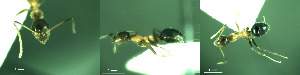  ( - 17S730)  @11 [ ] CreativeCommons  Attribution Non-Commercial Share-Alike (2020) S. Schär; M. Menchetti; E. Schifani Institut de Biologia Evolutiva (CSIC-UPF), Butterfly Diversity and Evolution Lab