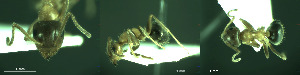 ( - 17S732)  @11 [ ] CreativeCommons  Attribution Non-Commercial Share-Alike (2020) S. Schär; M. Menchetti; E. Schifani Institut de Biologia Evolutiva (CSIC-UPF), Butterfly Diversity and Evolution Lab