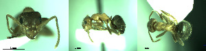  ( - 17S733)  @11 [ ] CreativeCommons  Attribution Non-Commercial Share-Alike (2020) S. Schär; M. Menchetti; E. Schifani Institut de Biologia Evolutiva (CSIC-UPF), Butterfly Diversity and Evolution Lab