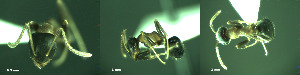  ( - 17S734)  @11 [ ] CreativeCommons  Attribution Non-Commercial Share-Alike (2020) S. Schär; M. Menchetti; E. Schifani Institut de Biologia Evolutiva (CSIC-UPF), Butterfly Diversity and Evolution Lab