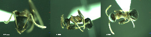 ( - 17S734)  @11 [ ] CreativeCommons  Attribution Non-Commercial Share-Alike (2020) S. Schär; M. Menchetti; E. Schifani Institut de Biologia Evolutiva (CSIC-UPF), Butterfly Diversity and Evolution Lab