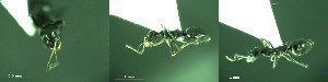  ( - 17S741)  @11 [ ] CreativeCommons  Attribution Non-Commercial Share-Alike (2020) S. Schär; M. Menchetti; E. Schifani Institut de Biologia Evolutiva (CSIC-UPF), Butterfly Diversity and Evolution Lab