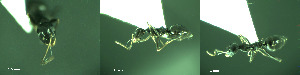 ( - 17S741)  @11 [ ] CreativeCommons  Attribution Non-Commercial Share-Alike (2020) S. Schär; M. Menchetti; E. Schifani Institut de Biologia Evolutiva (CSIC-UPF), Butterfly Diversity and Evolution Lab