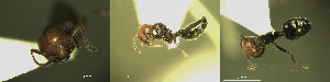  ( - 17S624)  @11 [ ] CreativeCommons  Attribution Non-Commercial Share-Alike (2020) S. Schär; M. Menchetti; E. Schifani Institut de Biologia Evolutiva (CSIC-UPF), Butterfly Diversity and Evolution Lab
