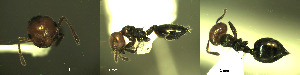  ( - 17S625)  @11 [ ] CreativeCommons  Attribution Non-Commercial Share-Alike (2020) S. Schär; M. Menchetti; E. Schifani Institut de Biologia Evolutiva (CSIC-UPF), Butterfly Diversity and Evolution Lab