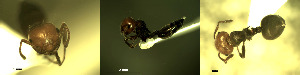  ( - 17S626)  @11 [ ] CreativeCommons  Attribution Non-Commercial Share-Alike (2020) S. Schär; M. Menchetti; E. Schifani Institut de Biologia Evolutiva (CSIC-UPF), Butterfly Diversity and Evolution Lab