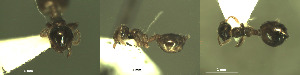  (Crematogaster sordidula - 17S628)  @11 [ ] CreativeCommons  Attribution Non-Commercial Share-Alike (2020) S. Schär; M. Menchetti; E. Schifani Institut de Biologia Evolutiva (CSIC-UPF), Butterfly Diversity and Evolution Lab