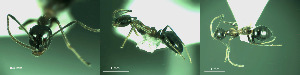  ( - 17S648)  @11 [ ] CreativeCommons  Attribution Non-Commercial Share-Alike (2020) S. Schär; M. Menchetti; E. Schifani Institut de Biologia Evolutiva (CSIC-UPF), Butterfly Diversity and Evolution Lab