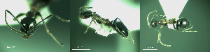  ( - 17S648)  @11 [ ] CreativeCommons  Attribution Non-Commercial Share-Alike (2020) S. Schär; M. Menchetti; E. Schifani Institut de Biologia Evolutiva (CSIC-UPF), Butterfly Diversity and Evolution Lab