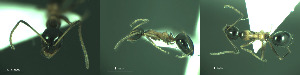  ( - 17S649)  @11 [ ] CreativeCommons  Attribution Non-Commercial Share-Alike (2020) S. Schär; M. Menchetti; E. Schifani Institut de Biologia Evolutiva (CSIC-UPF), Butterfly Diversity and Evolution Lab