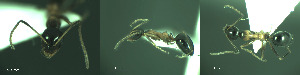 ( - 17S649)  @11 [ ] CreativeCommons  Attribution Non-Commercial Share-Alike (2020) S. Schär; M. Menchetti; E. Schifani Institut de Biologia Evolutiva (CSIC-UPF), Butterfly Diversity and Evolution Lab