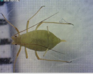  ( - CCDB-08110-B01)  @11 [ ] CreativeCommons - Attribution (2012) Arctic Ecology Course, University of Guelph Centre for Biodiversity Genomics