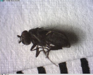  (Rachispoda fumipennis - CCDB-08111-F05)  @13 [ ] CreativeCommons - Attribution (2012) Arctic Ecology Course, University of Guelph Centre for Biodiversity Genomics