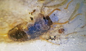  ( - AE_DIV3)  @11 [ ] CreativeCommons - Attribution Share-Alike (2019) Anders Endrestol Norwegian Institute for nature reseach