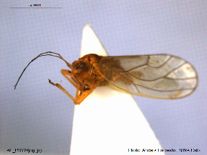  (Psylla fusca - AE_HEM109)  @11 [ ] CreativeCommons - Attribution Non-Commercial Share-Alike (2014) Unspecified The Norwegian Institute for Nature Research