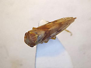  ( - AE_HEM188)  @11 [ ] CreativeCommons - Attribution Share-Alike (2019) Anders Endrestol Norwegian Institute for nature reseach