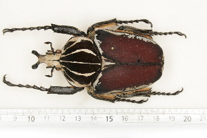  (Goliathus goliatus - BC-TB7152)  @15 [ ] Copyright (2010) Thierry Bouyer Research Collection of Philippe Leonard