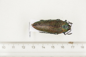  ( - BC-TB7363)  @11 [ ] Copyright (2010) Thierry Bouyer Research Collection of Philippe Leonard