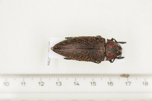  ( - BC-TB7364)  @11 [ ] Copyright (2010) Thierry Bouyer Research Collection of Philippe Leonard