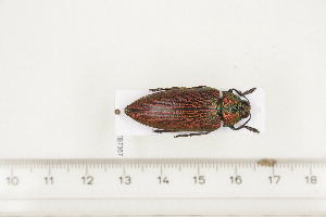 ( - BC-TB7367)  @11 [ ] Copyright (2010) Thierry Bouyer Research Collection of Philippe Leonard
