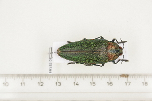  ( - BC-TB7368)  @11 [ ] Copyright (2010) Thierry Bouyer Research Collection of Philippe Leonard