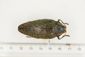  ( - BC-TB7385)  @13 [ ] Copyright (2010) Thierry Bouyer Research Collection of Philippe Leonard