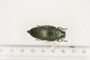  ( - BC-TB7388)  @11 [ ] Copyright (2010) Thierry Bouyer Research Collection of Philippe Leonard