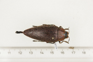  (Steraspis sp14 - BC-TB7396)  @11 [ ] Copyright (2010) Thierry Bouyer Research Collection of Philippe Leonard