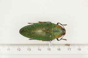  ( - BC-TB7398)  @12 [ ] Copyright (2010) Thierry Bouyer Research Collection of Philippe Leonard