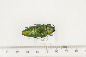  ( - BC-TB7412)  @13 [ ] Copyright (2010) Thierry Bouyer Research Collection of Philippe Leonard