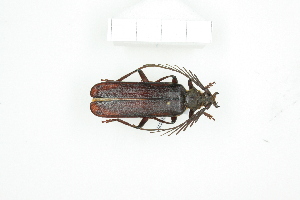  ( - BC-TB8361)  @13 [ ] Copyright (2011) Thierry Bouyer Research Collection of Thierry Bouyer