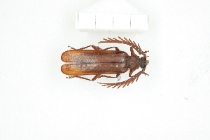  ( - BC-TB8362)  @14 [ ] Copyright (2011) Thierry Bouyer Research Collection of Thierry Bouyer