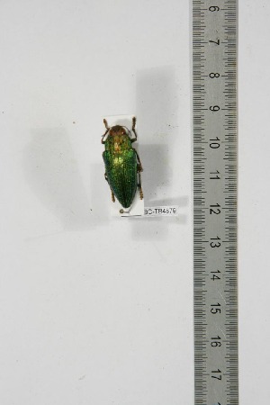  ( - BC-TB4879)  @11 [ ] Copyright (2010) Thierry Bouyer Research Collection of Thierry Bouyer