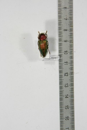  ( - BC-TB4883)  @11 [ ] Copyright (2010) Thierry Bouyer Research Collection of Thierry Bouyer