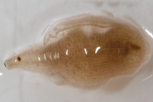 ( - 09PROBE-00294)  @13 [ ] CreativeCommons - Attribution (2009) CBG Photography Group Centre for Biodiversity Genomics