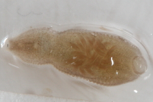  ( - 09PROBE-00295)  @13 [ ] CreativeCommons - Attribution (2009) CBG Photography Group Centre for Biodiversity Genomics