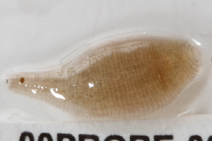  ( - 09PROBE-00295)  @13 [ ] CreativeCommons - Attribution (2009) CBG Photography Group Centre for Biodiversity Genomics