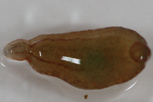  ( - 09PROBE-00306)  @13 [ ] CreativeCommons - Attribution (2009) CBG Photography Group Centre for Biodiversity Genomics
