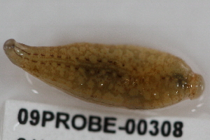  ( - 09PROBE-00308)  @13 [ ] CreativeCommons - Attribution (2009) CBG Photography Group Centre for Biodiversity Genomics