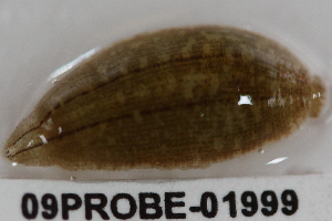  ( - 09PROBE-01999)  @13 [ ] CreativeCommons - Attribution (2009) CBG Photography Group Centre for Biodiversity Genomics