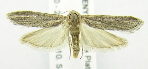  (Paroxyptera - USNM ENT 00808144)  @13 [ ] Unspecified (default): All Rights Reserved  Unspecified Unspecified