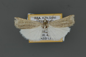  (Ancylolomia chrysolinealis - MFNLEP105)  @11 [ ] Copyright (2021) Theo Leger Museum für Naturkunde Berlin