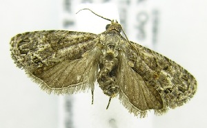  ( - USNM ENT 00676903)  @12 [ ] Unspecified (default): All Rights Reserved  Unspecified Unspecified