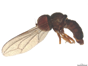  ( - BIOUG31766-B01)  @11 [ ] CreativeCommons - Attribution (2025) CBG Photography Group Centre for Biodiversity Genomics