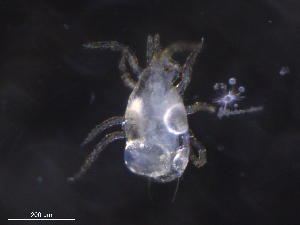  ( - BIOUG32652-E08)  @11 [ ] CreativeCommons - Attribution (2019) CBG Photography Group Centre for Biodiversity Genomics