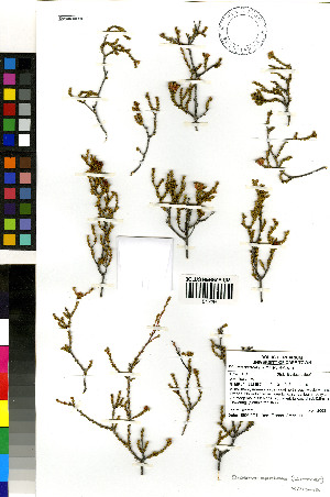  (Diosma apetala - PD_2063)  @11 [ ] No Rights Reserved  Unspecified Unspecified