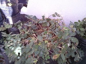  (Arachis kuhlmannii - IBONESeijoAra-62)  @11 [ ] Copyright (2016) IBONE IBONE
