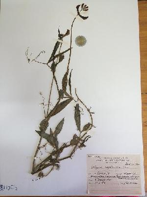  (Lathyrus magellanicus var. longipes - IBOLChalupLathy-21)  @11 [ ] Copyright (2017) IBONE Northeast Institute of Botany